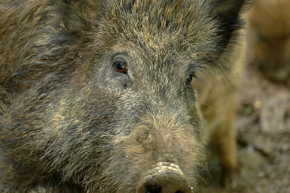 'Bioinvasão' com aproximadamente 200 mil javalis causa prejuízos e reação de caçadores em SC