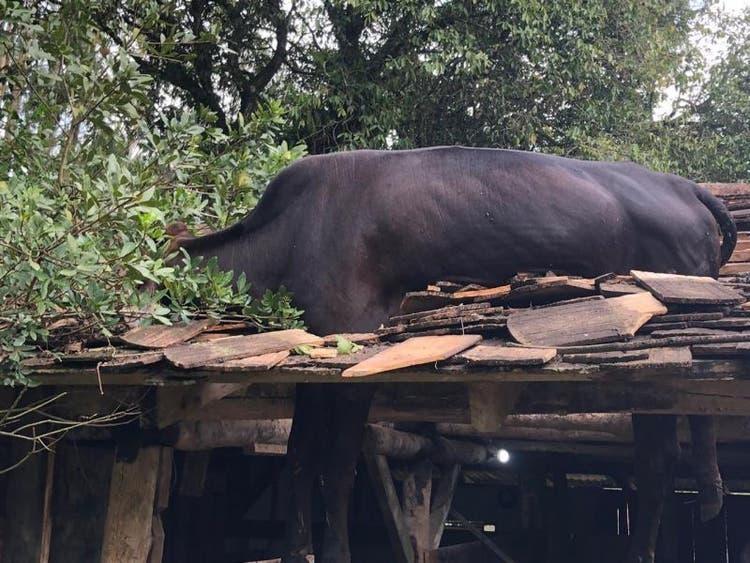 "Desde pequena ela sempre foi meio maluca", diz dono de vaca que ficou presa no telhado em SC