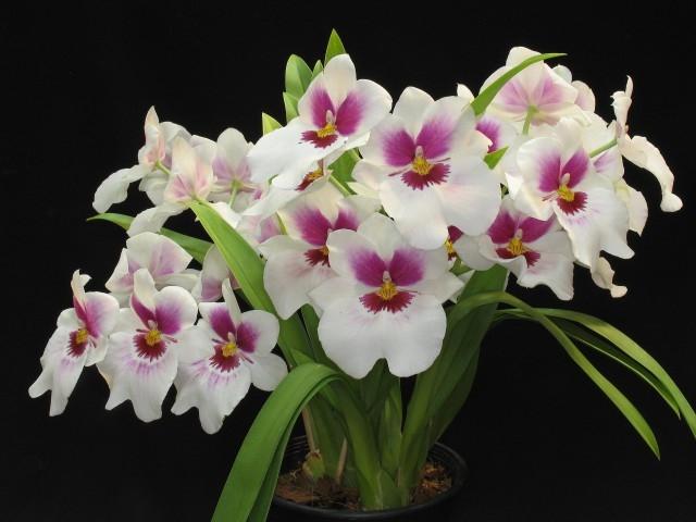 Cultivo básico de orquídeas é tema de capacitação em Vidal Ramos