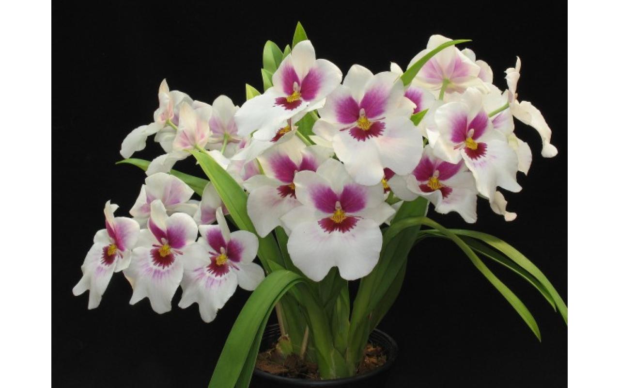 Cultivo básico de orquídeas é tema de capacitação em Vidal Ramos