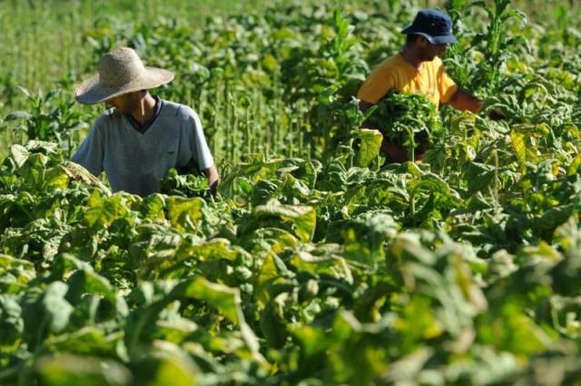 Safra de fumo chega a 80% de comercialização