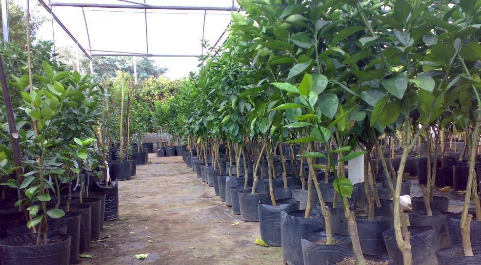 1º Feirão de Mudas Frutíferas, Ornamentais e Artesanato acontece dia 22 de maio em Ituporanga