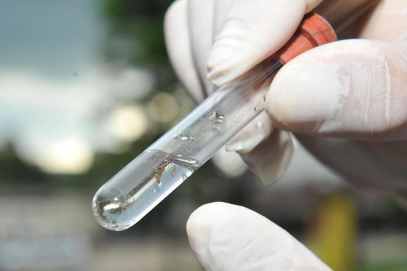 27 casos de dengue já foram confirmados em SC desde dezembro, calcula Dive/SC 