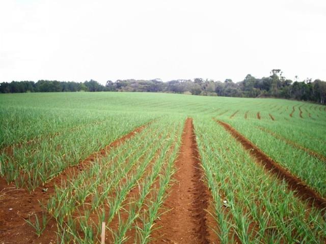 Plantação de cebola super precoce deve ser menor na safra 2014/2015