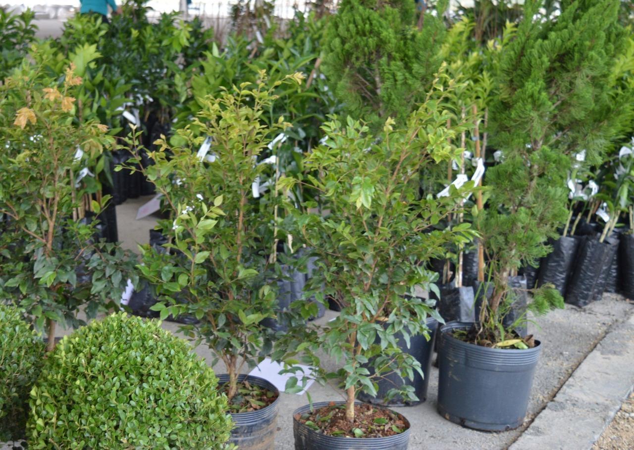 3º Feirão de Mudas Frutíferas, Ornamentais e Artesanato de Ituporanga será em maio