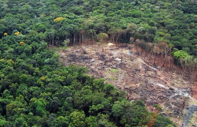 SC é o 5º Estado que mais desmata no Brasil