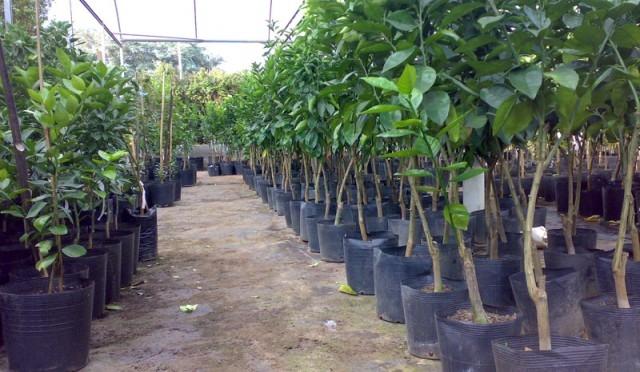 Em julho tem campanha de mudas frutíferas em Imbuia