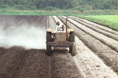 Alfredenses interessados em adquirir calcário podem comparecer na Secretaria de Agricultura