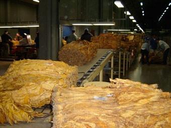 Comissão Estadual do Tabaco faz visitas às empresas fumageiras do Alto Vale para acompanhar classificação do fumo