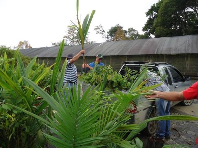 2.500 mudas de árvores serão plantadas em Aurora nesta quinta-feira, 28