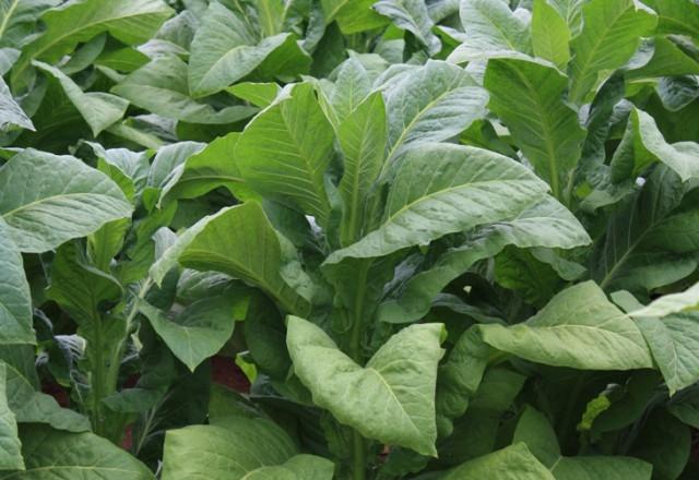 Fumicultores cobram do governo federal uma posição favorável ao cultivo no país