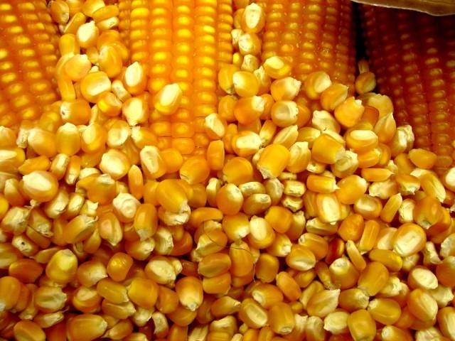 Agricultores de Petrolândia podem adquirir sementes de milho por meio do Programa Terra Boa
