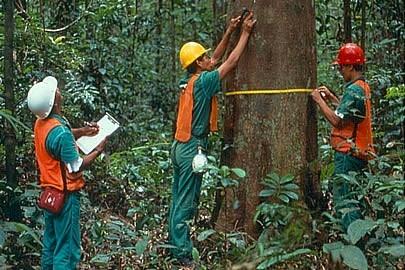 Julho é o mês que se comemora o Dia do Engenheiro Florestal