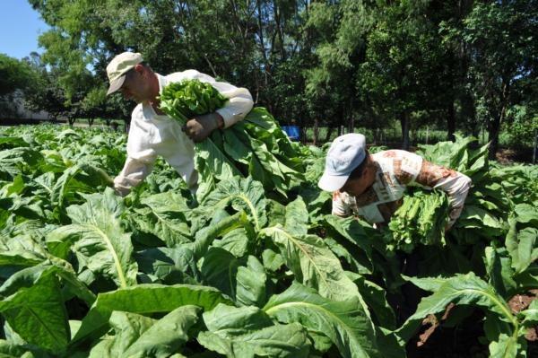 Dia do Produtor de Fumo vai ser comemorado em outubro em Santa Catarina