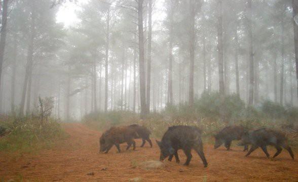 Burocracia impede interesse de caçadores para abater os javalis na Serra Catarinense