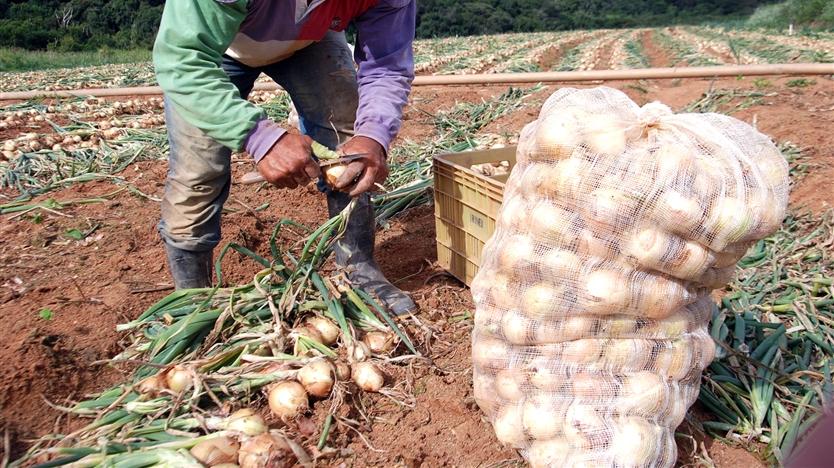 Produtores da região querem inclusão da cebola em lista de produtos com taxação para importação