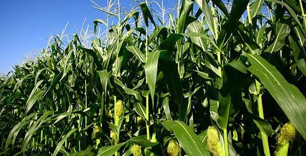 Agricultores da região podem apostar no milho safrinha para incrementar a renda