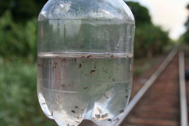 Alto Vale registra dois focos do mosquito da dengue