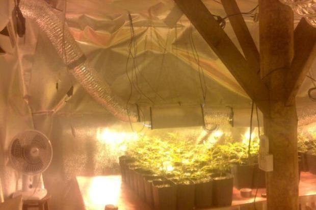Operação policial descobre estufas com 125 pés de maconha em Imbituba, no Sul
