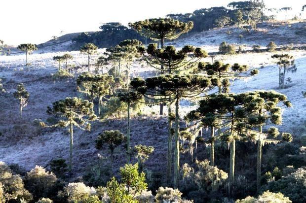 Santa Catarina registra geada e temperaturas negativas neste domingo