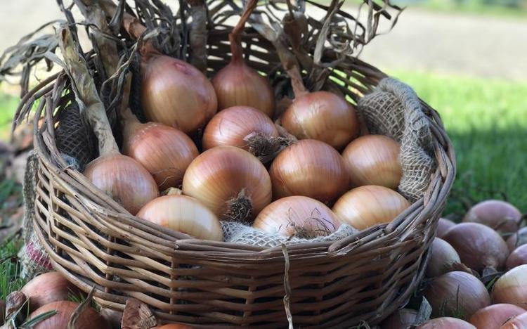 A nova cebola de Santa Catarina desenvolvida após 15 anos de pesquisas 