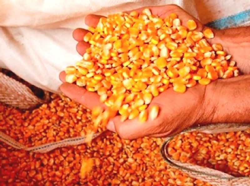 Agricultores de Petrolândia ainda podem se beneficiar com sementes de milho pelo Programa Terra Boa