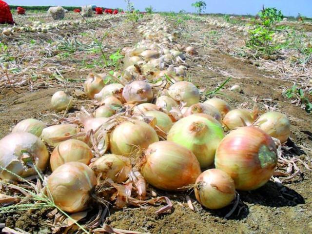Com problemas de qualidade Santa Catarina reduz quantidade de cebola ofertada no mercado