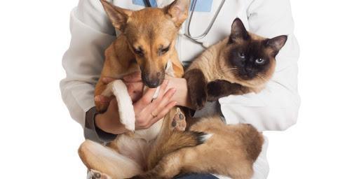 Administração de Ituporanga inicia projeto de controle populacional de cães e gatos
