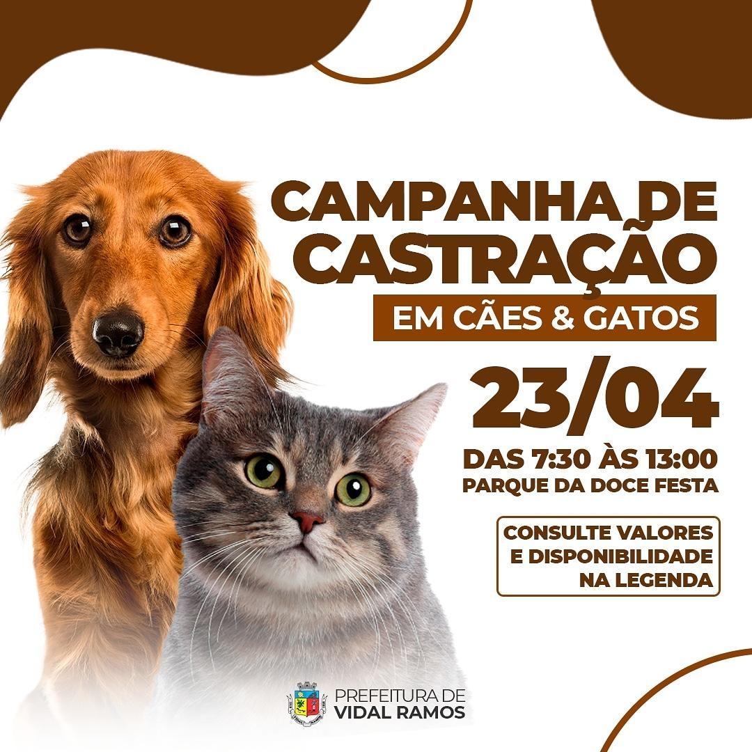 Administração de Vidal Ramos realiza campanha de castração em cães em gatos