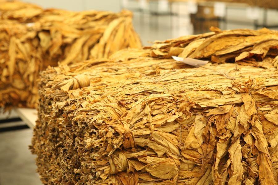 Afubra debate reajuste do tabaco, mas impasses continuam entre produtores e empresas