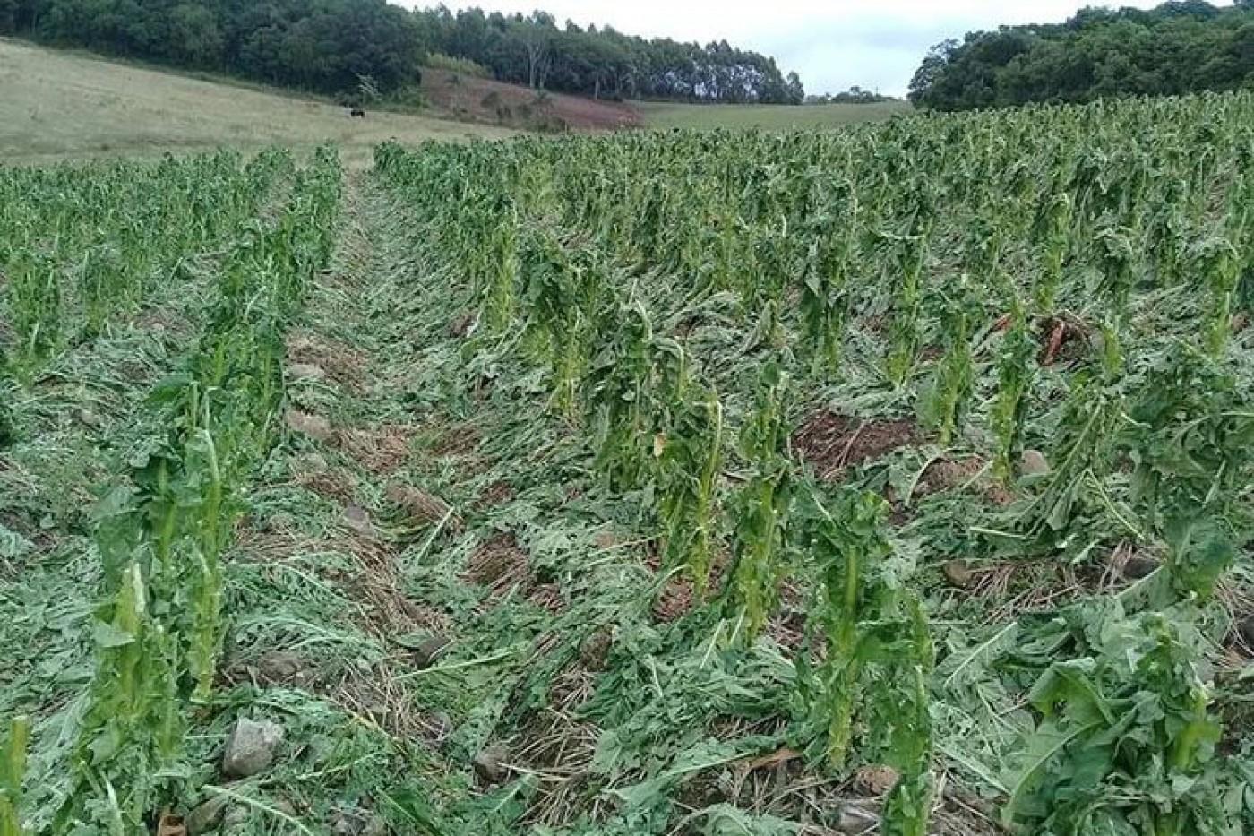 Afubra deseja terminar avaliações de granizo no tabaco ainda esse ano