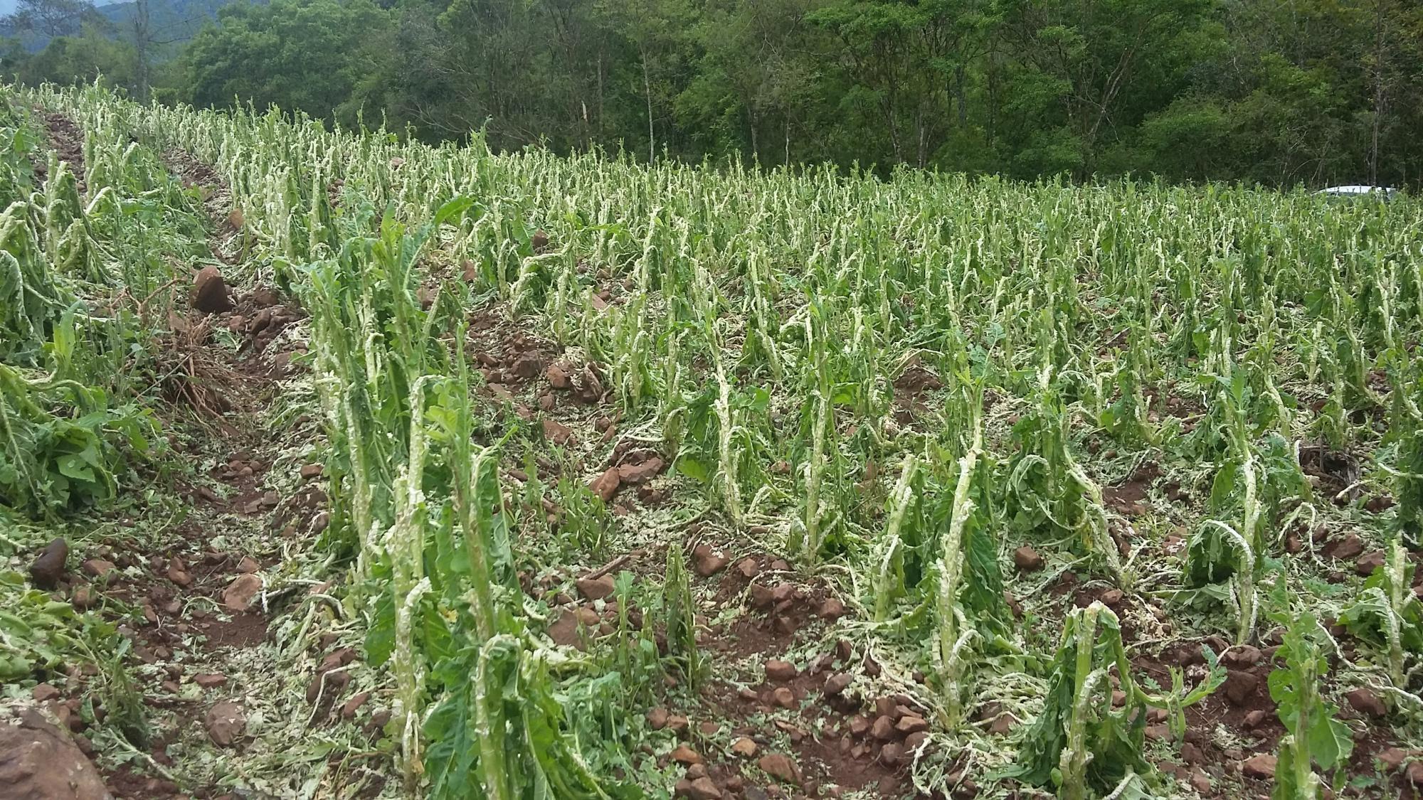Afubra estima prejuízo superior a R$ 50 milhões com granizo