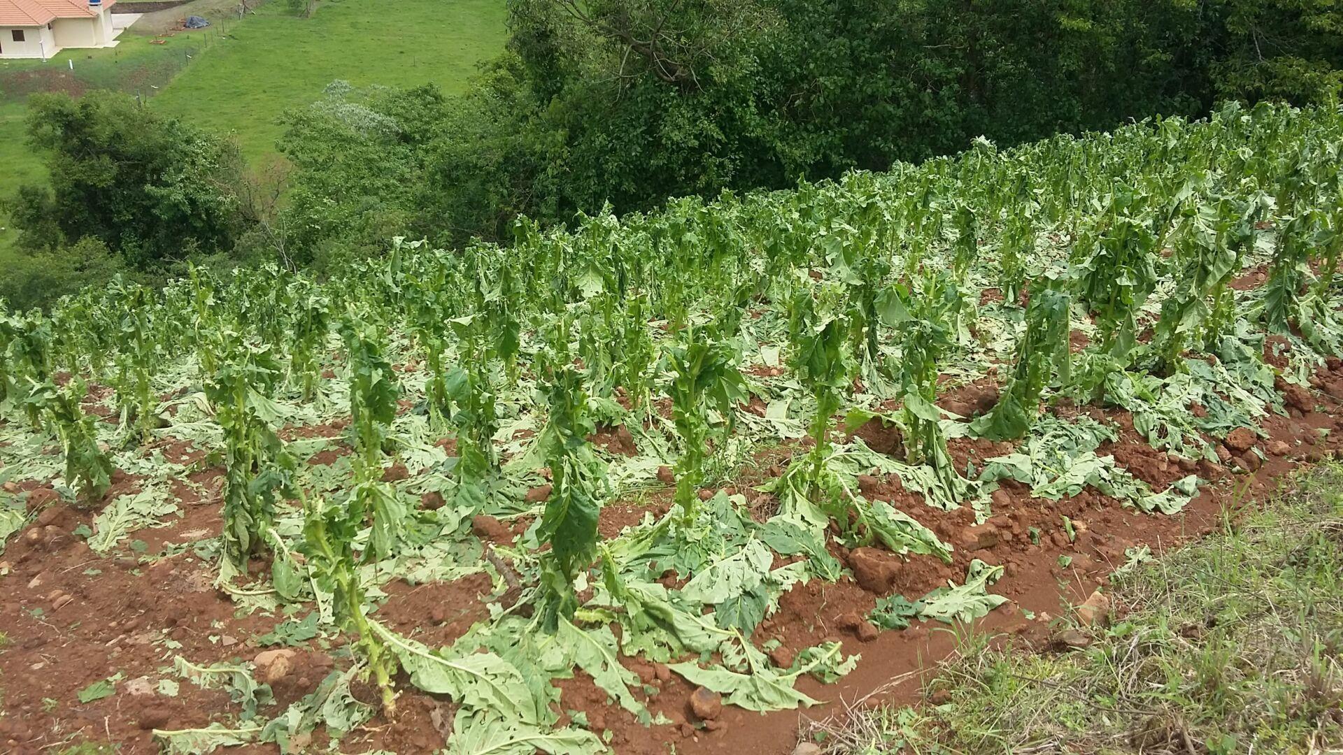Afubra inicia pagamento de R$ 72 milhões a fumicultores atingidos por granizo