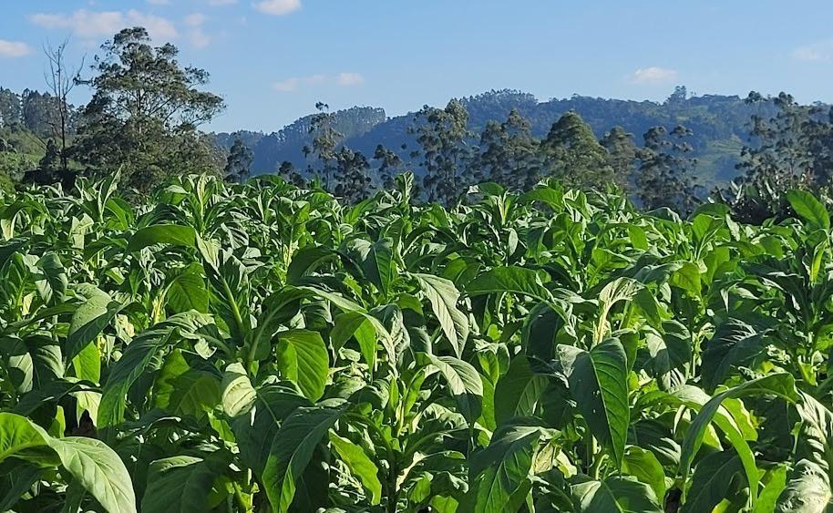 AFUBRA reforça orientações sobre sementes e calendário para garantir qualidade do tabaco