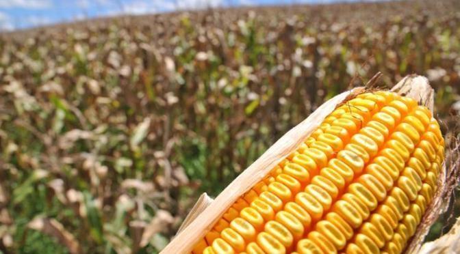 Agricultores da região iniciam preparativos para o cultivo do milho safrinha