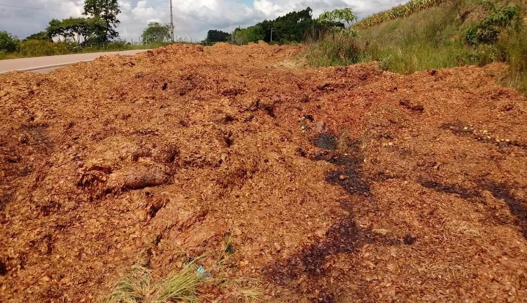 Agricultores e cerealistas precisam seguir regras para destinar de forma correta o descarte da cebola
