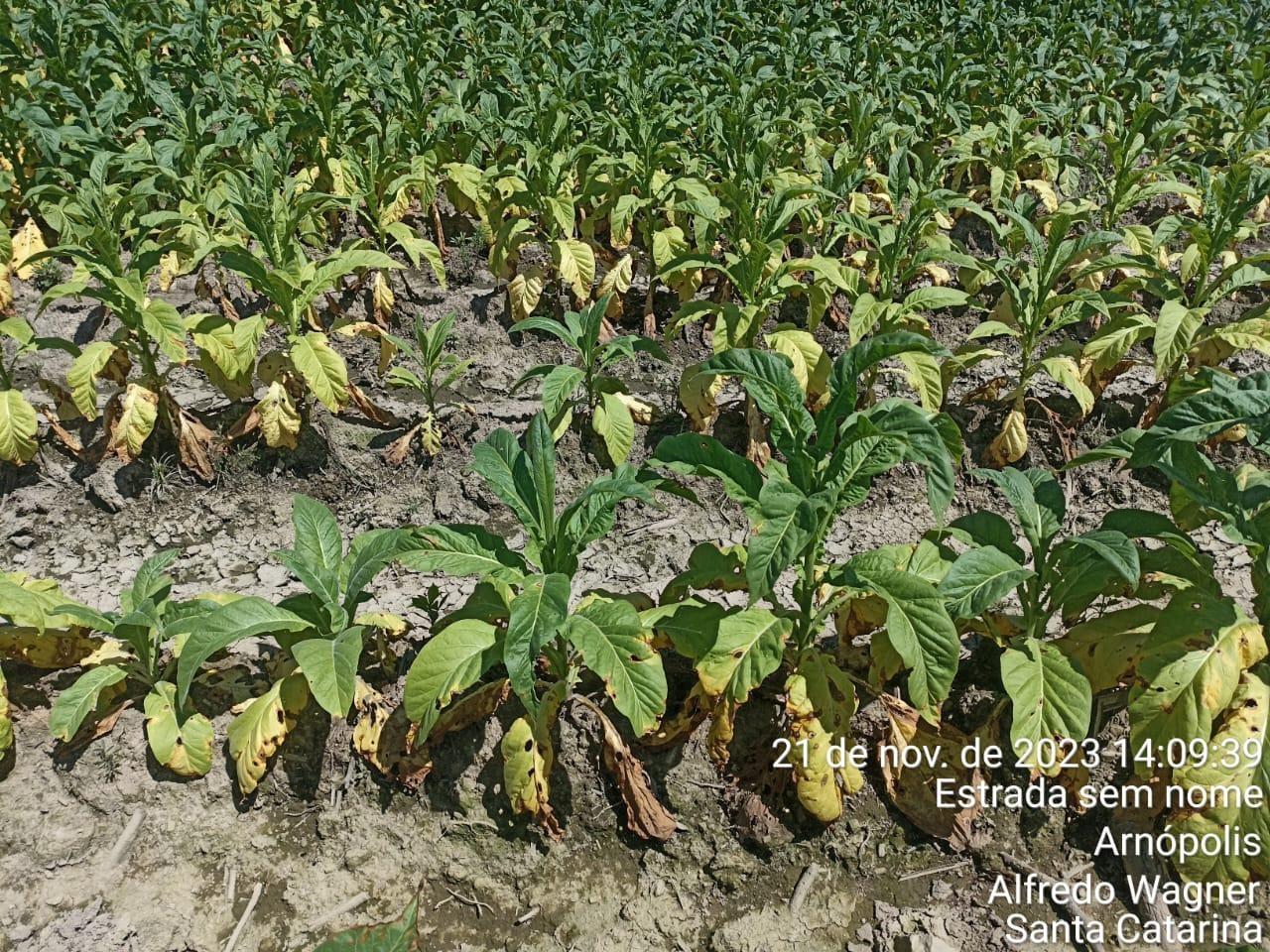 Agricultura de Alfredo Wagner pode ter mais de R$ 120 milhões em prejuízos por conta das fortes chuvas