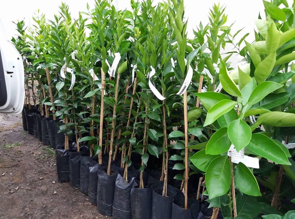 Agricultura de Petrolândia realiza entrega de mudas frutíferas na próxima quinta-feira (28)