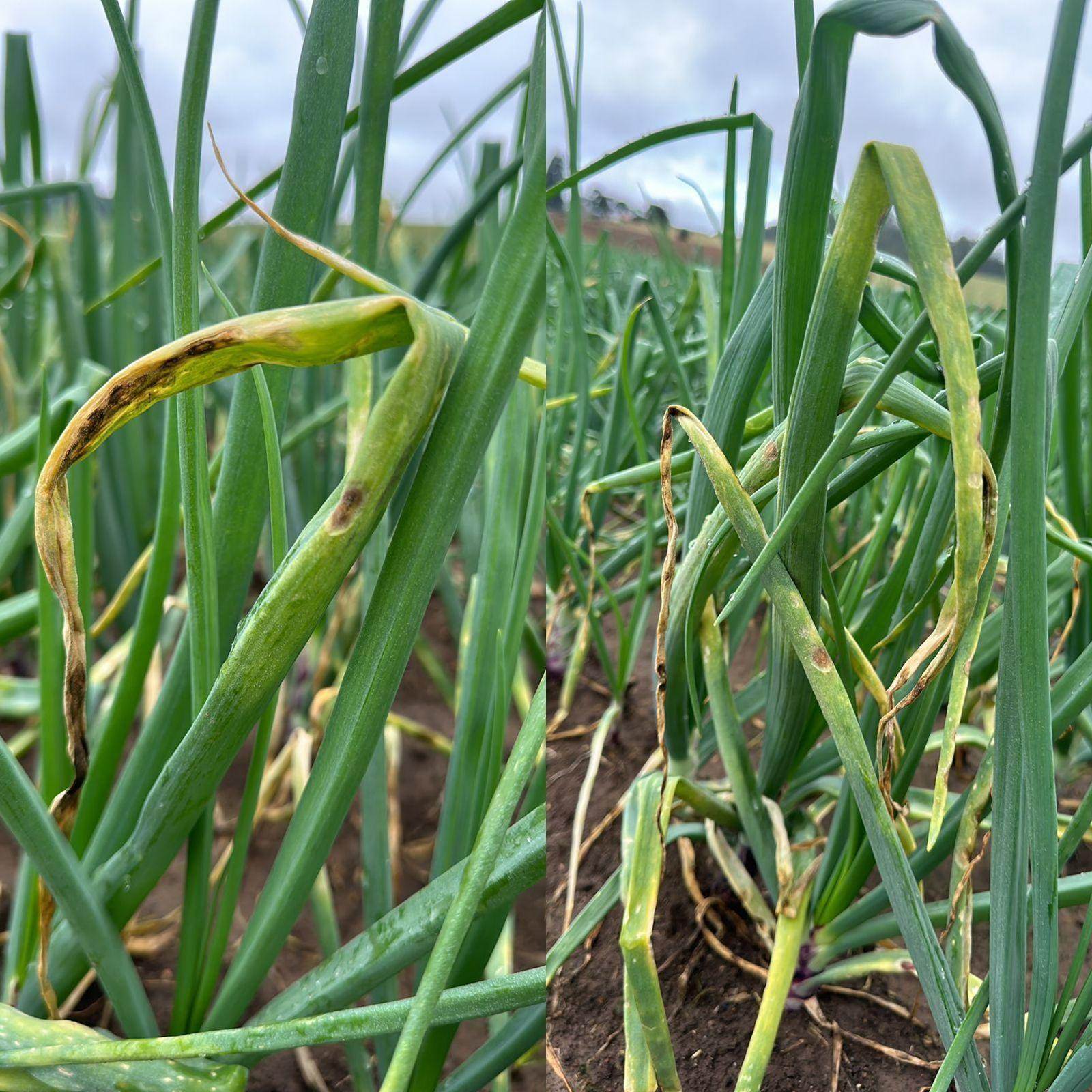 Agroconect da Epagri alerta produtores de cebola sobre possibilidade de presença de míldio nas lavouras