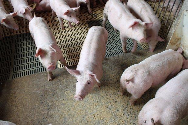 Agronômica sedia Seminário sobre Gestão de Resíduos da Produção Animal nesta quinta-feira (01)