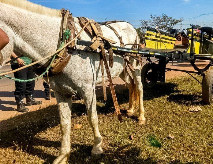 Alesc aprova projeto que pode proibir tração animal em áreas urbanas de Santa Catarina