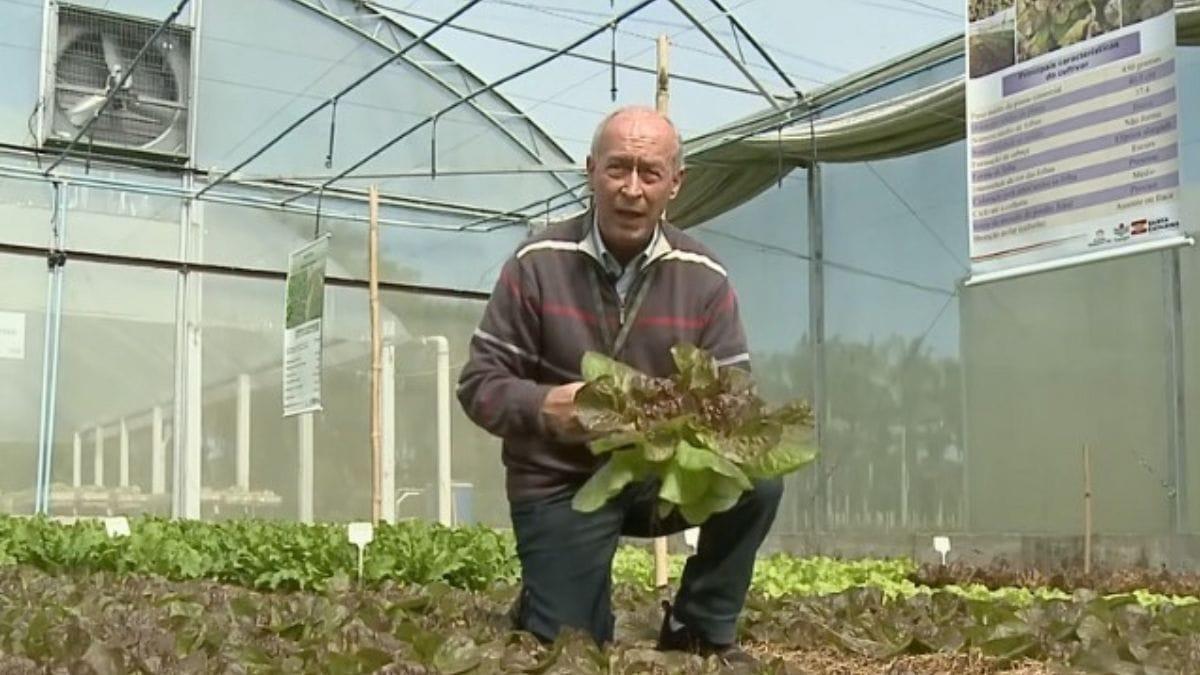 Alface com superpoder antioxidante é criada no Vale do Itajaí e vai chegar ao mercado em 2025