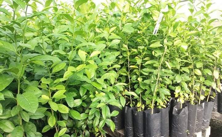Alfredo Wagner promove campanha de mudas frutíferas e ornamentais