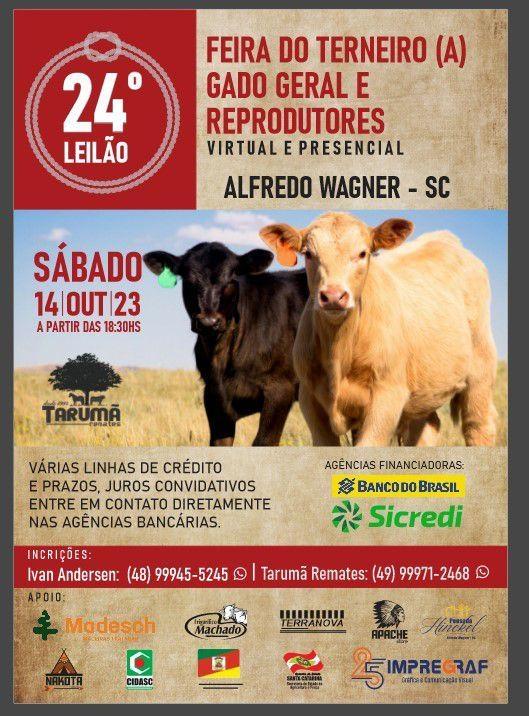 Alfredo Wagner sedia o 24º leilão do terneiro, gado geral e reprodutores