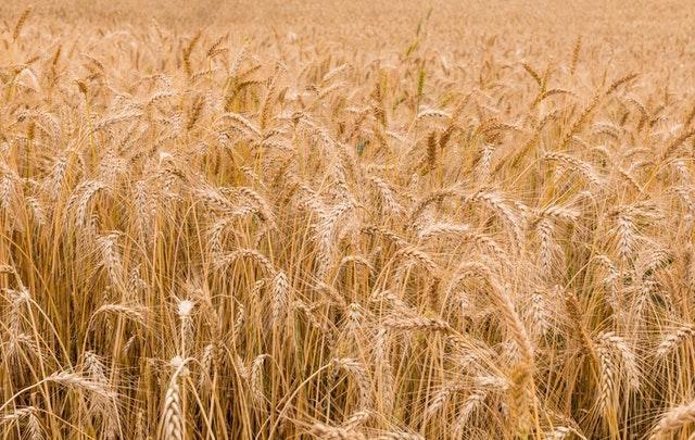 Alto Vale possui grande potencial para cultura de cereais de inverno como trigo e triticale