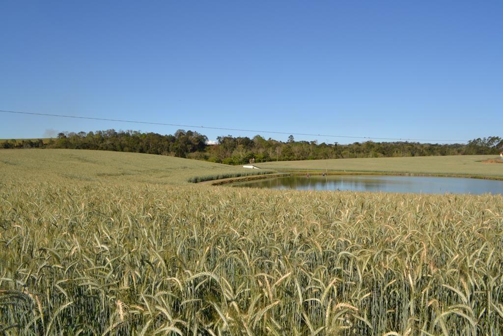 Alto Vale tem potencial para produzir 20 mil hectares de cultivares de inverno; opção é o triticale