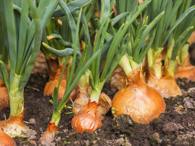 Anace promove evento online para falar sobre o controle de plantas daninhas para as culturas de alho e cebola
