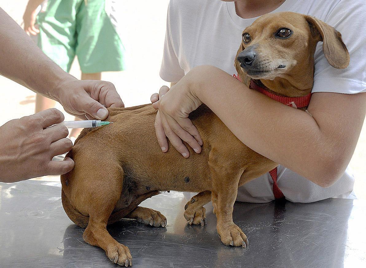 Animais de estimação precisam ser vacinados contra a raiva