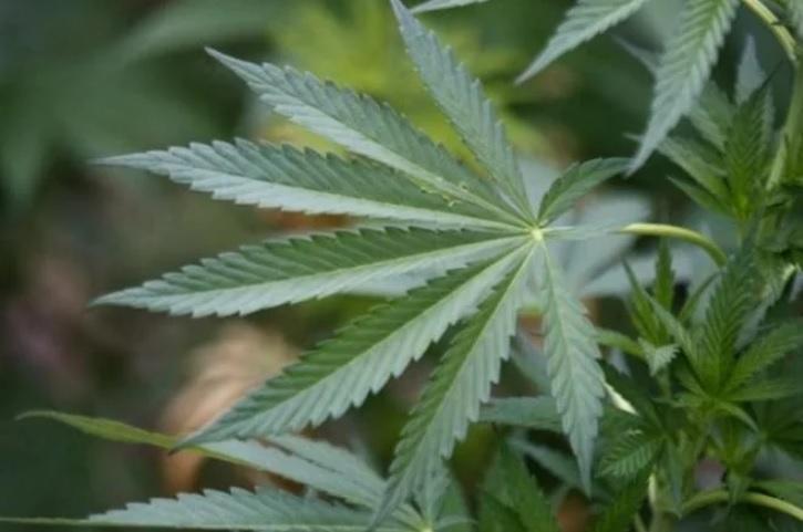 Anvisa dá primeiro passo para regular plantio de maconha no Brasil