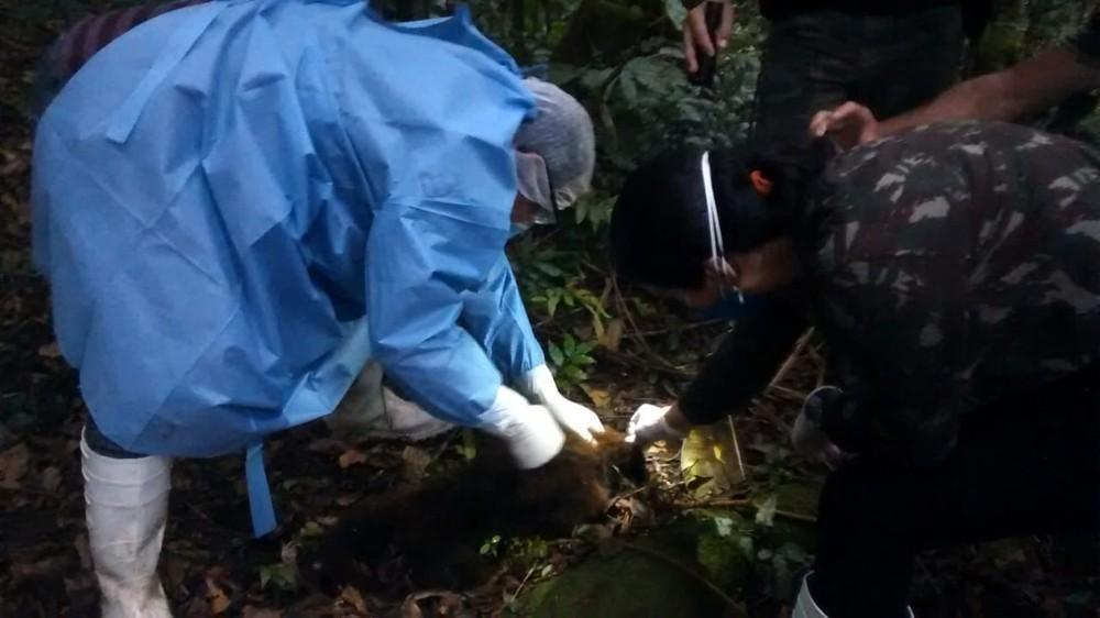 Aparecimento de macacos mortos no Paraná alerta para a importância de reforçar a vacinação contra a febre amarela em SC